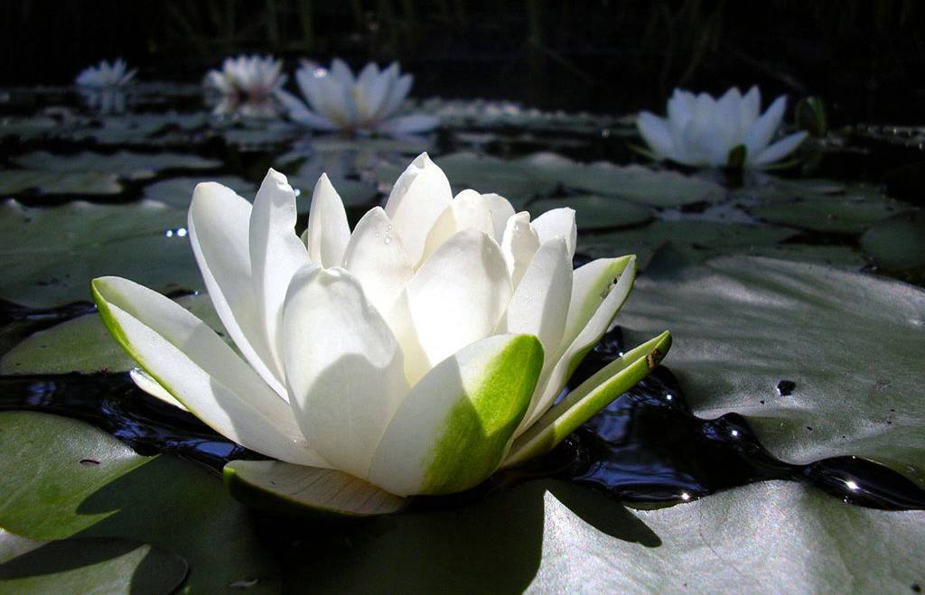 Feliz primavera!! La flor de loto