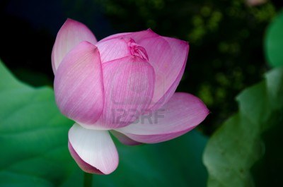 Flor de loto carrada